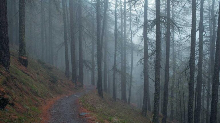 How Can Tamil Players Access Cricbet99 Site?